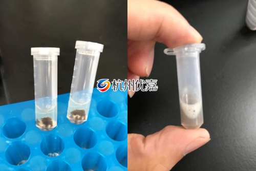 宋慈全自動(dòng)冷凍研磨儀研磨果蠅實(shí)驗(yàn)說明